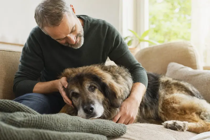 Ein älterer Tatra-Hirtenhund liegt entspannt auf einem Sofa, während sein Besitzer ihn liebevoll streichelt.