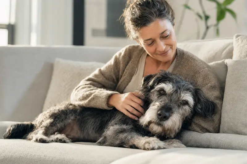 Ein älterer Tchiorny Terrier liegt entspannt auf einem Sofa, während sein Besitzer ihn liebevoll streichelt und die Hundeversicherung im Alltag Sicherheit geben kann.