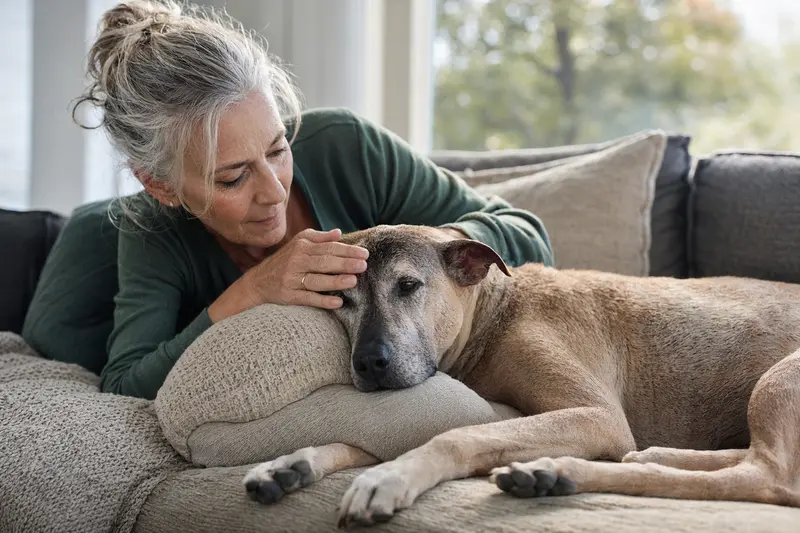 Älterer Tepeizeuintli Hund liegt entspannt auf einem Sofa, während sein Besitzer ihn liebevoll streichelt und ihm Geborgenheit schenkt.