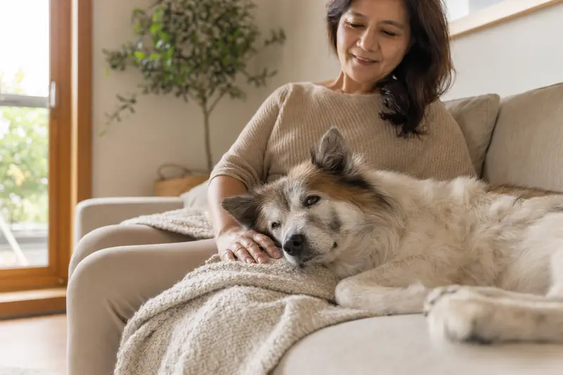 Ein älterer Thai Bangkaew Dog liegt entspannt auf einem Sofa, während sein Besitzer ihn liebevoll streichelt.