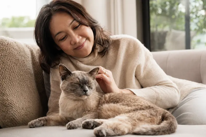 Eine ältere Thai Katze liegt entspannt auf einem gemütlichen Sofa, während ihr Besitzer sie liebevoll streichelt.