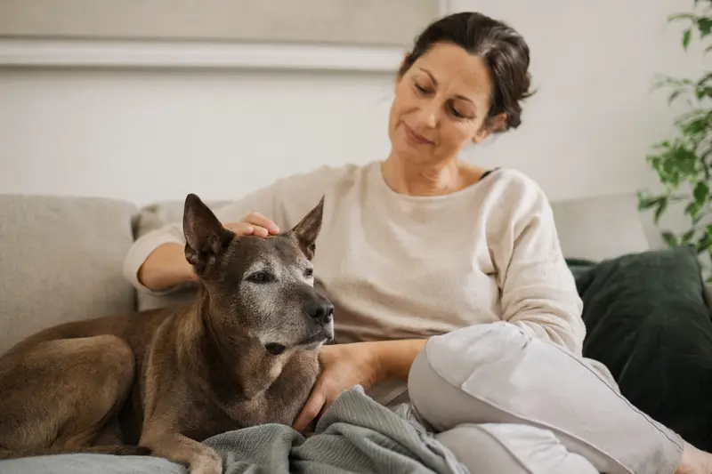 Ein älterer Thai Ridgeback Hund liegt entspannt auf einem Sofa, während sein Besitzer ihn liebevoll streichelt.