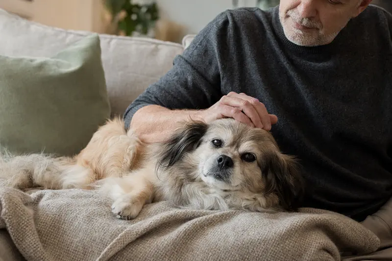 Ein älterer Tibet-Spaniel liegt entspannt auf einem Sofa, während sein Besitzer ihn liebevoll streichelt, in einer warmen und sicheren Wohnatmosphäre.