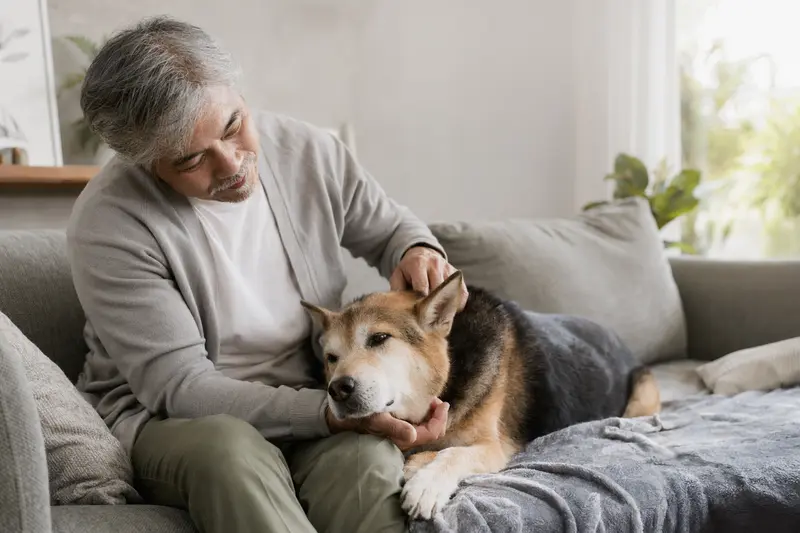 Ein älterer Tora Inu Hund liegt entspannt auf einem Sofa, während sein Besitzer ihn liebevoll streichelt und eine Hundekrankenversicherung gedanklich sinnvoll ergänzt.
