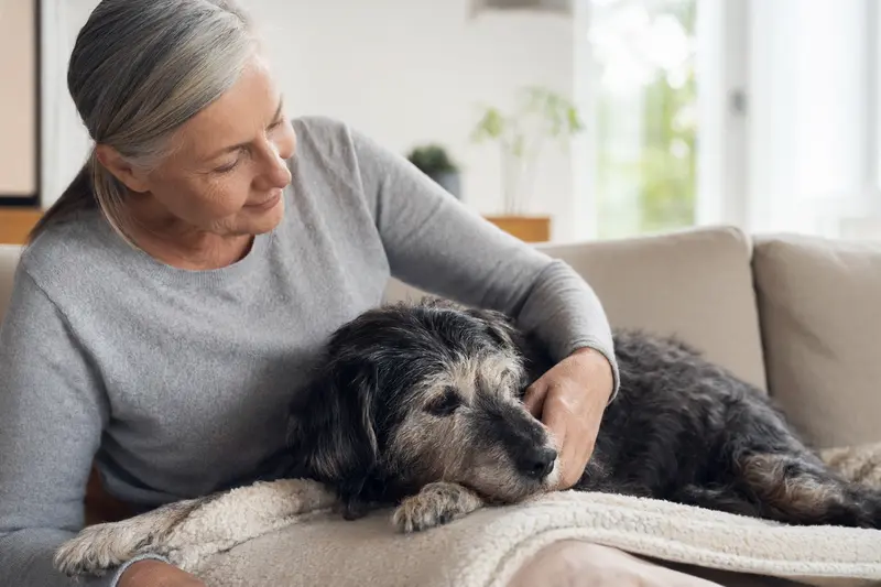 Älterer Torfhund liegt entspannt auf einem Sofa, während seine Besitzerin ihn liebevoll streichelt, als Symbol für Fürsorge und Sicherheit im Alltag mit Hund.