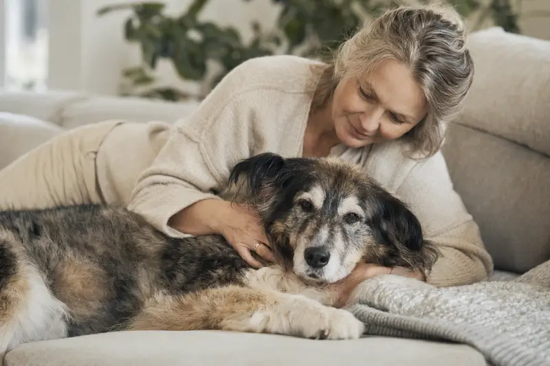 Ein älterer Tornjak Hund liegt entspannt auf einem Sofa, während sein Besitzer ihn liebevoll streichelt.