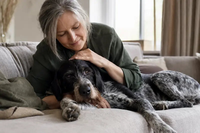 Ein älterer Transsylvanischer Spürhund liegt entspannt auf dem Sofa, während sein Besitzer ihn liebevoll streichelt.