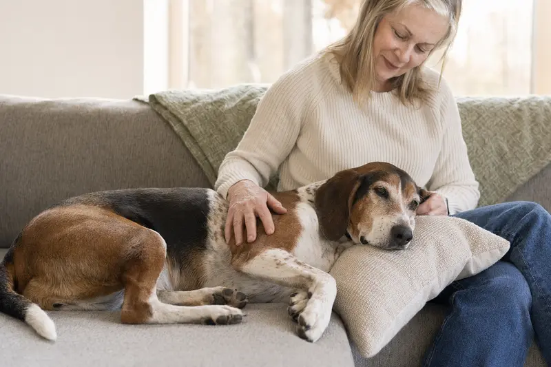 Ein älterer Treeing Walker Coonhound liegt entspannt auf einem Sofa, während sein Besitzer ihn liebevoll streichelt.