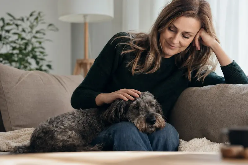 Ein älterer Tschechischer Terrier liegt entspannt auf einem Sofa, während sein Besitzer ihn liebevoll streichelt.