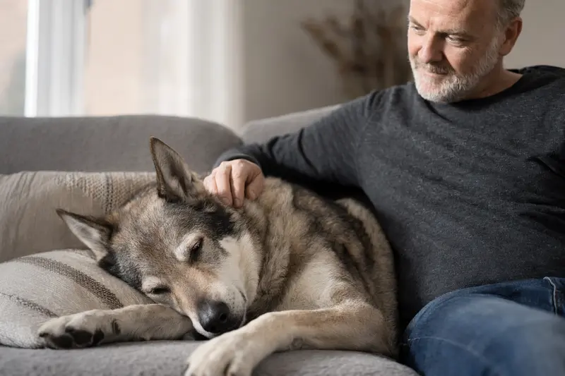 Älterer Tschechoslowakischer Wolfshund liegt entspannt auf einem Sofa, während sein Besitzer ihn liebevoll streichelt.