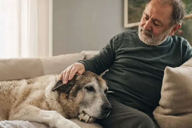 Ein älterer Türkischer Hütehund liegt entspannt auf einem Sofa, während sein Besitzer ihn liebevoll streichelt.