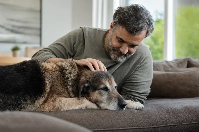 Ein älterer Türkischer Schäferhund liegt entspannt auf dem Sofa, während sein Besitzer ihn liebevoll streichelt.