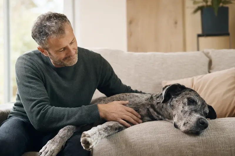 Ein älterer Ulmer Dogge Hund liegt entspannt auf einem Sofa, während sein Besitzer ihn liebevoll streichelt.