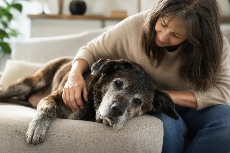Ein älterer Ungarischer Kurzhaar Hund liegt entspannt auf einem Sofa, während sein Besitzer ihn liebevoll streichelt.