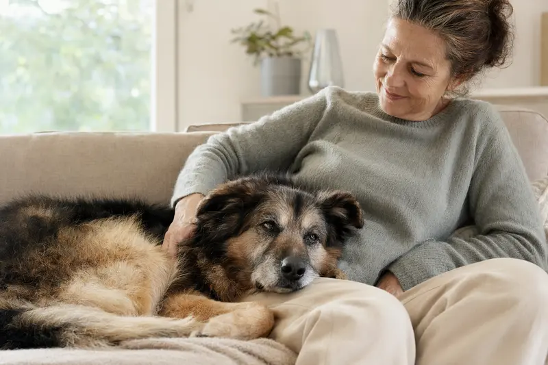 Älterer Ungarischer Schäferhund auf dem Sofa, liebevoll von seinem Besitzer gestreichelt, in einer warmen und sicheren Wohnatmosphäre.