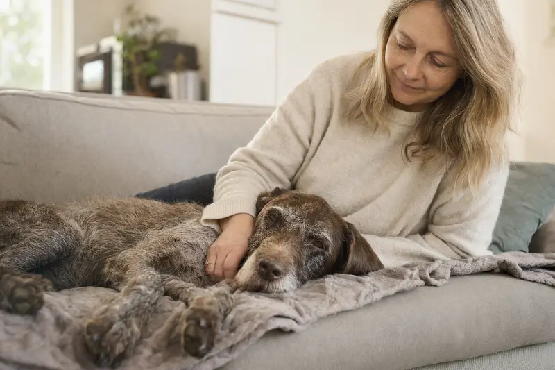 Älterer Ungarischer Vorstehhund liegt entspannt auf einem Sofa, während sein Besitzer ihn liebevoll streichelt, mit warmem Licht in einer ruhigen Wohnatmosphäre.