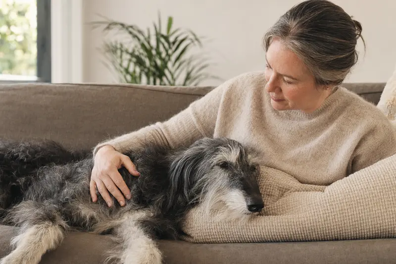Älterer Ungarischer Windhund liegt entspannt auf dem Sofa, während sein Besitzer ihn liebevoll streichelt und für Geborgenheit sorgt.
