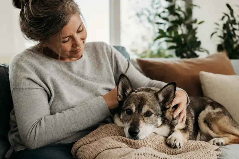 Ein älterer Vallhund Hund liegt entspannt auf einem Sofa, während sein Besitzer ihn liebevoll streichelt.