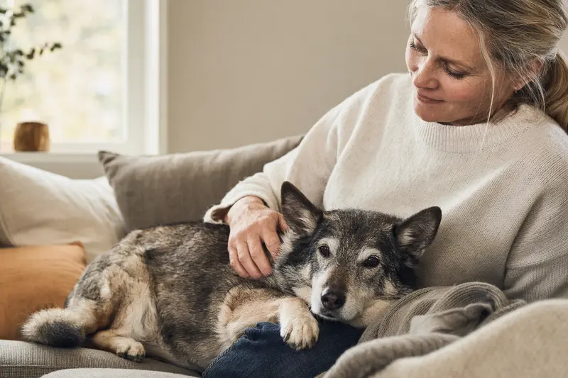 Ein älterer Västgötaspets liegt entspannt auf einem Sofa, während sein Besitzer ihn liebevoll streichelt.