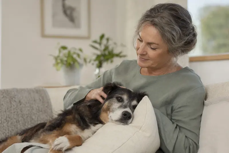 Ein älterer Vieräugl Hund liegt entspannt auf einem gemütlichen Sofa, während sein Besitzer ihn liebevoll streichelt.