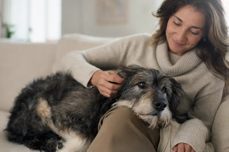 Ein älterer Villanuco de Las Encartaciones Hund liegt entspannt auf einem Sofa, während sein Besitzer ihn liebevoll streichelt und eine warme, beruhigende Atmosphäre geschaffen wird.
