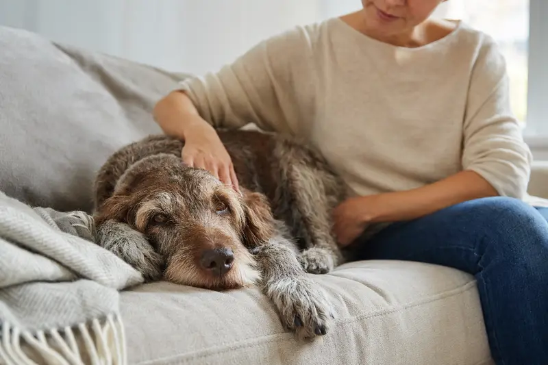 Älterer Wachtelhund liegt entspannt auf einem Sofa, während ihn sein Besitzer liebevoll streichelt, in einer warmen und sicheren Wohnatmosphäre.
