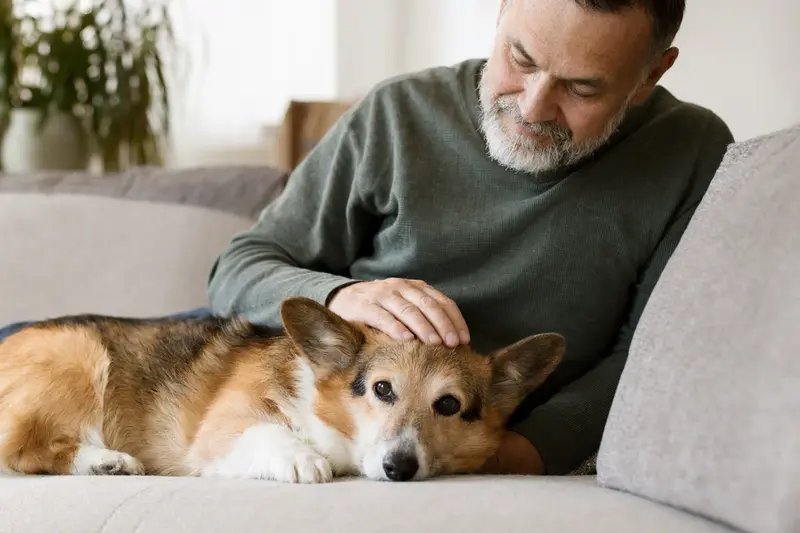 Ein älterer Welsh Corgi Pembroke Hund liegt entspannt auf einem Sofa, während sein Besitzer ihn liebevoll streichelt.