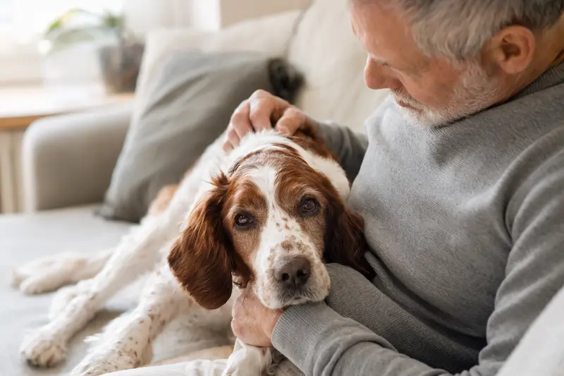 Ein älterer Welsh Springer Spaniel liegt entspannt auf einem Sofa, während sein Besitzer ihn liebevoll streichelt.