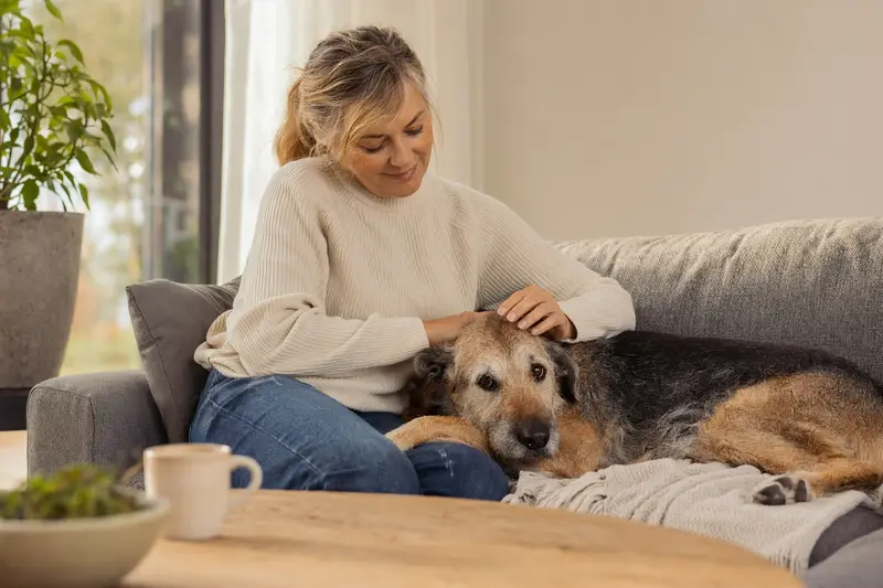 Älterer West Country Harrier Hund liegt entspannt auf einem Sofa, während sein Besitzer ihn liebevoll streichelt, in einer warmen und sicheren Wohnatmosphäre.