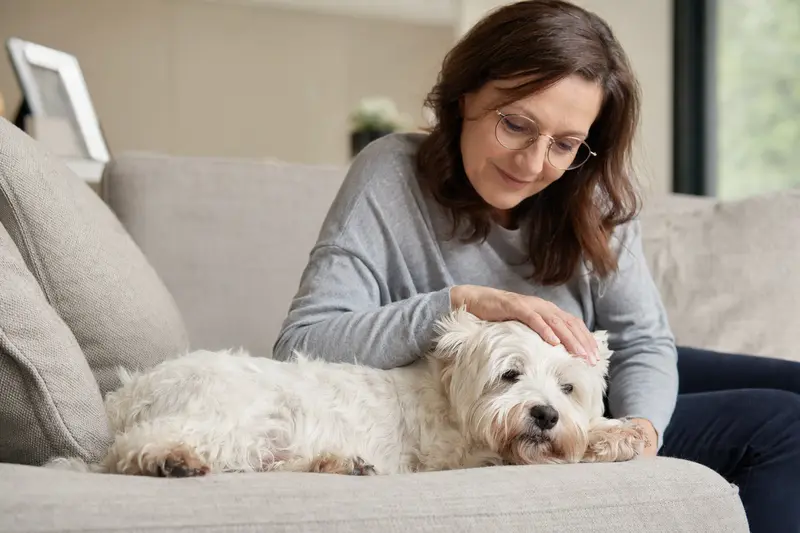 Ein älterer West Highland White Terrier liegt entspannt auf einem Sofa, während sein Besitzer ihn liebevoll streichelt und eine ruhige, sichere Atmosphäre entsteht.