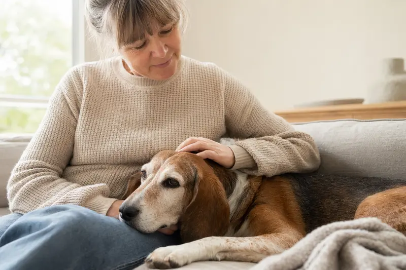 Ein älterer Westfälische-Bracke-Hund liegt entspannt auf einem gemütlichen Sofa, während sein Besitzer ihn liebevoll streichelt.