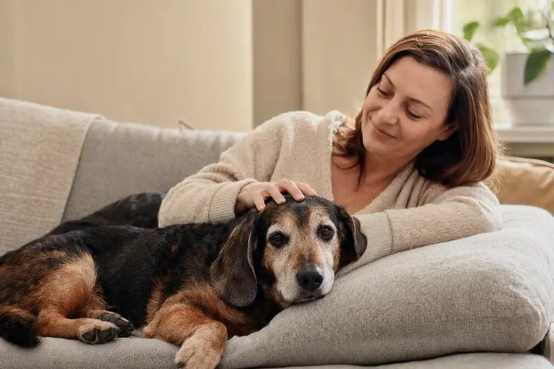 Ein älterer Westfälische Dachsbracke Hund liegt entspannt auf einem Sofa, während sein Besitzer ihn liebevoll streichelt.
