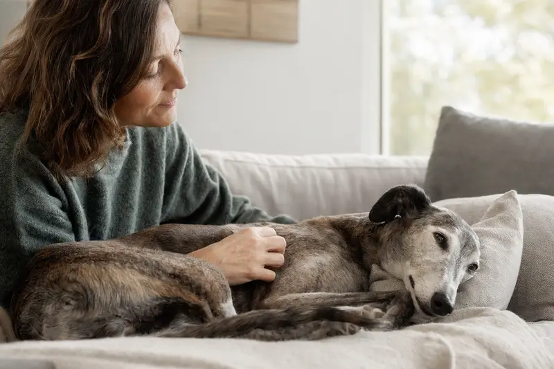 Ein älterer Windhund liegt entspannt auf einem gemütlichen Sofa, während sein Besitzer ihn liebevoll streichelt.