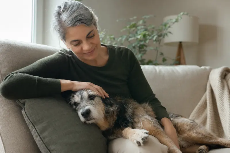 Ein älterer Xarnelo Hund liegt entspannt auf einem gemütlichen Sofa, während sein Besitzer ihn liebevoll streichelt.