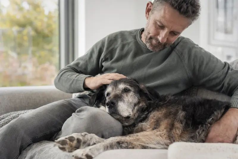 Ein älterer Zavod Hund entspannt auf einem Sofa, während sein Besitzer ihn liebevoll streichelt und eine warme, fürsorgliche Atmosphäre schafft.