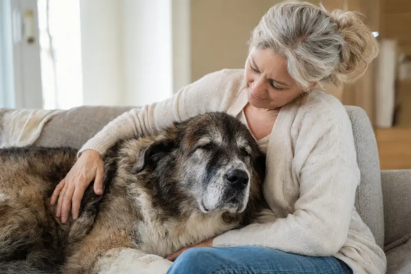 Ein älterer Zentralasiatischer Schäferhund liegt entspannt auf einem gemütlichen Sofa, während sein Besitzer ihn liebevoll streichelt.