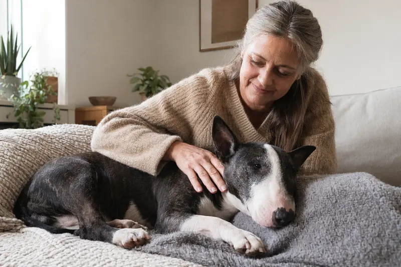Ein älterer Zwerg-Bullterrier entspannend auf einem Sofa, liebevoll gestreichelt von seinem Besitzer in einer warmen Atmosphäre.