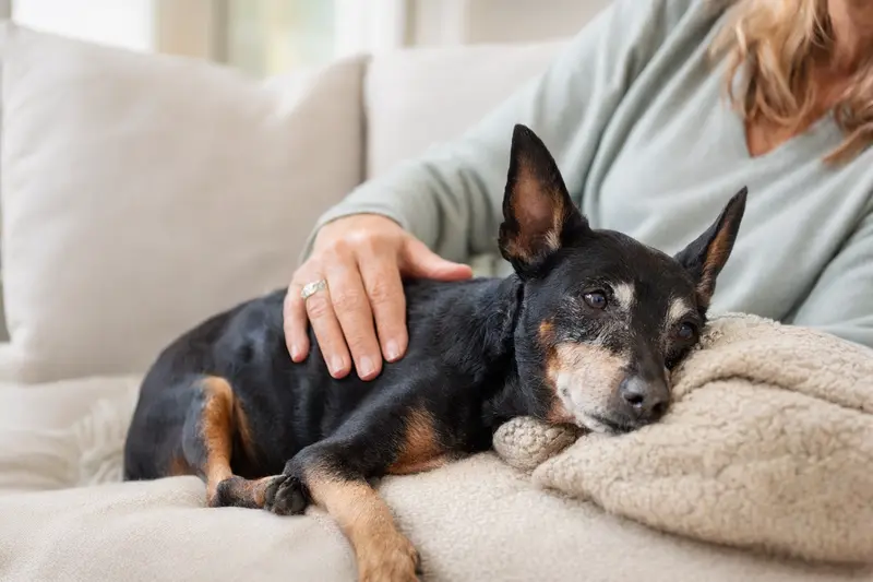 Ein älterer Zwergpinscher liegt entspannt auf einem Sofa, während sein Besitzer ihn liebevoll streichelt.