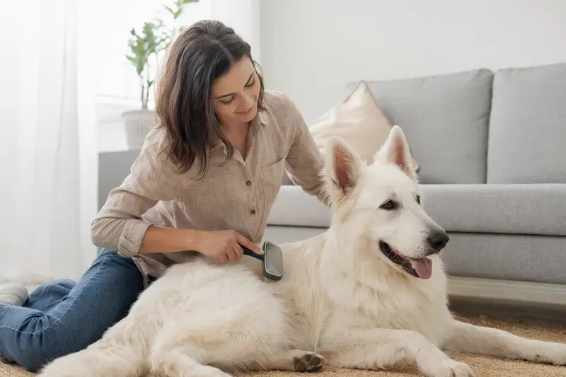 Ein weißer Schäferhund wird in einer hellen Wohnung sanft gebürstet, während sich der Besitzer liebevoll um die Fellpflege kümmert.
