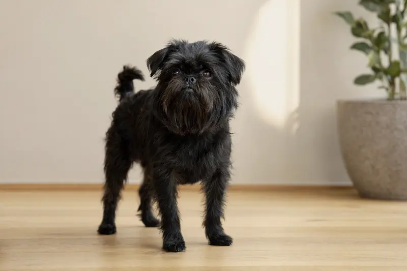 Ein aufmerksamer Affenpinscher Hund steht in natürlicher Haltung vor einem neutralen Hintergrund.
