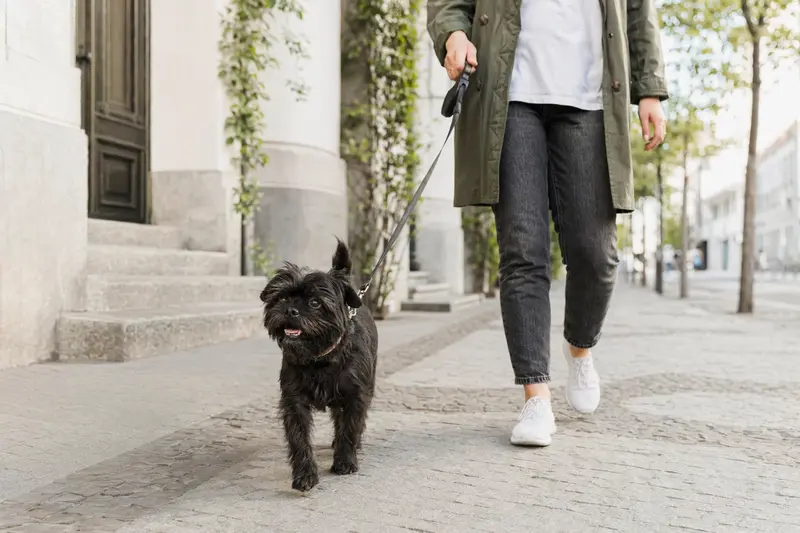 Ein Affenpinscher Hund läuft an der Leine mit seinem Besitzer durch eine moderne Stadtstraße.
