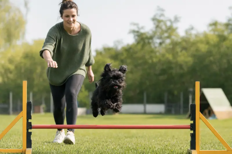 Ein aktiver Affenpinscher trainiert mit seinem Besitzer auf einem Hundeplatz über eine Trainingshürde in der Sonne.