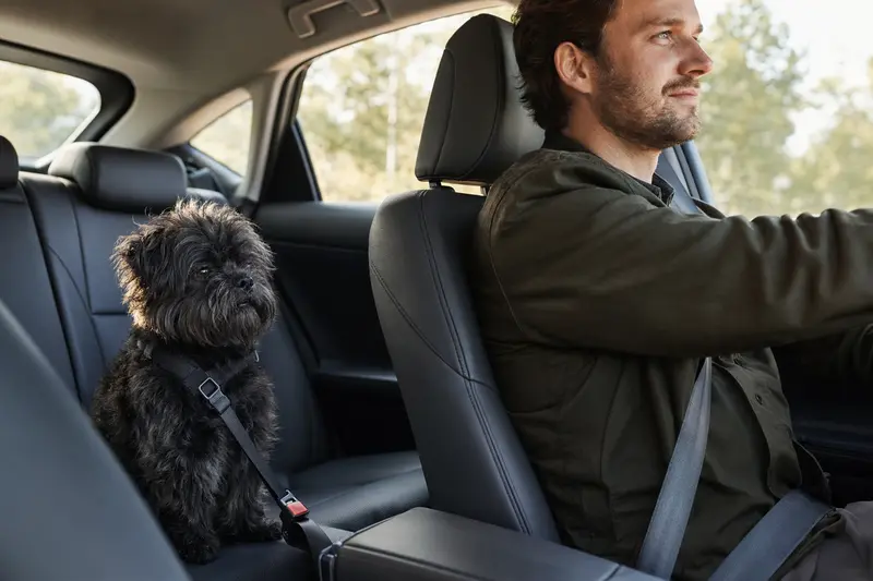 Ein Affenpinscher Hund sitzt sicher angeschnallt auf der Rückbank eines Autos, während der Besitzer ruhig fährt.
