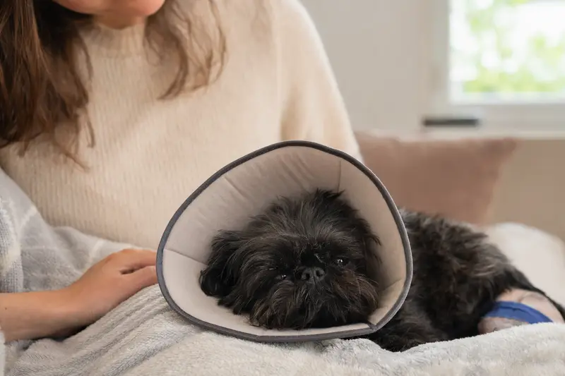 Ein ruhiger Affenpinscher mit medizinischem Schutzkragen auf einer weichen Decke nach einer tierärztlichen Behandlung, während sein Besitzer beruhigend neben ihm sitzt.