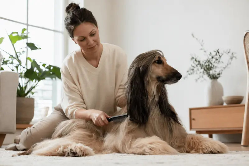 Ein Afghan Hound wird in einer hellen Wohnung sanft gebürstet, während sein Besitzer die Fellpflege liebevoll übernimmt.