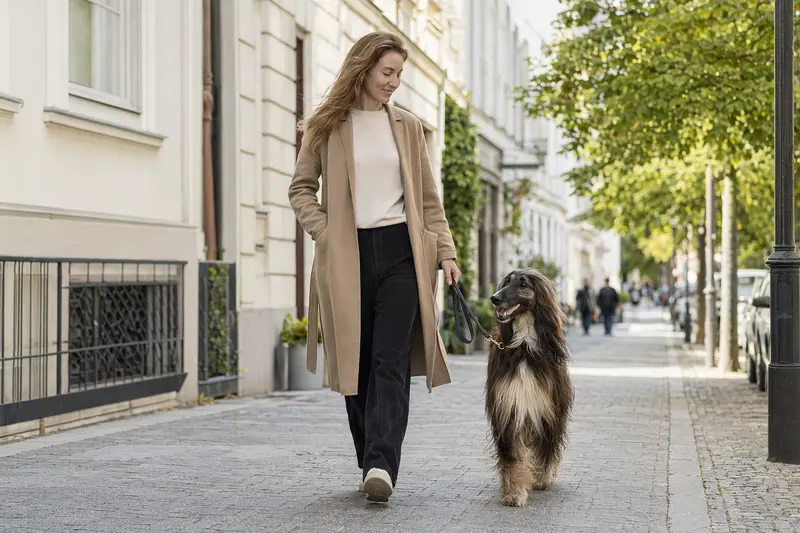 Ein Afghan Hound läuft an der Leine mit seinem Besitzer durch eine freundliche moderne Stadtstraße.