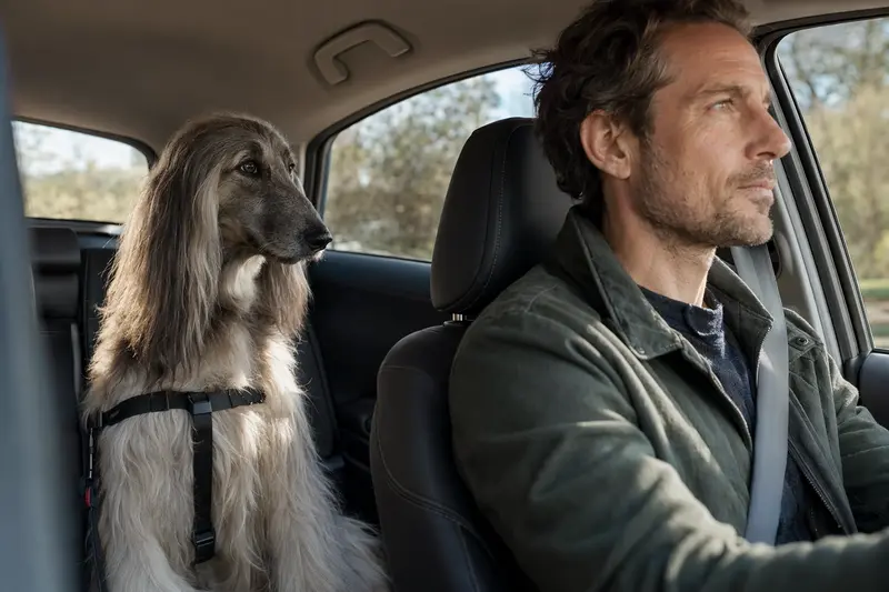 Ein Afghan Hound sitzt sicher angeschnallt auf der Rückbank eines Autos, während die Fahrt bei Sonnenlicht ruhig verläuft.
