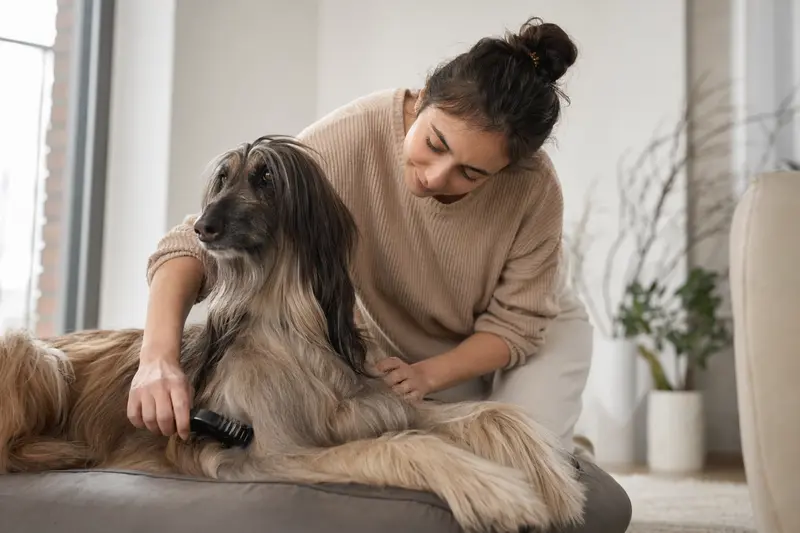 Ein Afghane Hund wird zuhause liebevoll gebürstet und gepflegt.