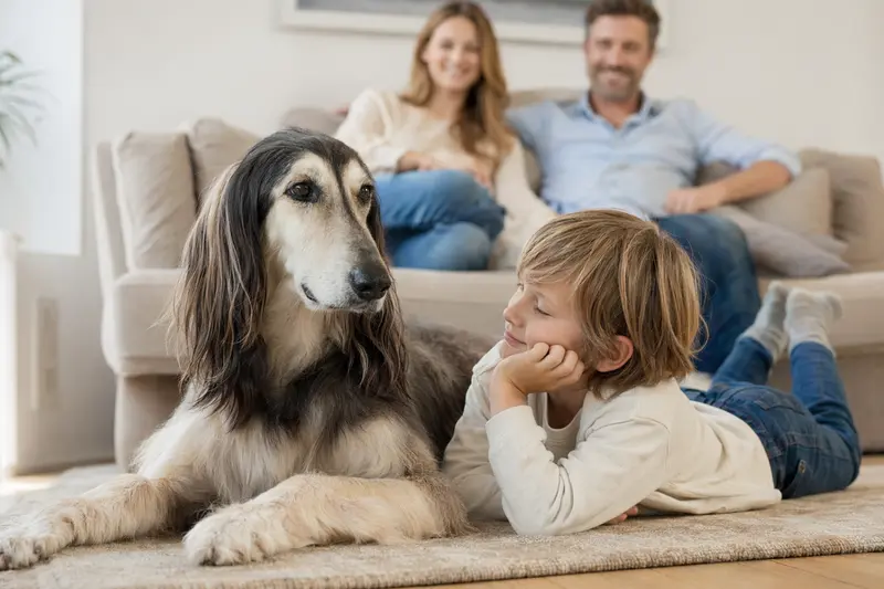 Ein Afghanischer Windhund Hund liegt entspannt neben einem Kind im Wohnzimmer und vermittelt Vertrauen in einer familiären Atmosphäre.