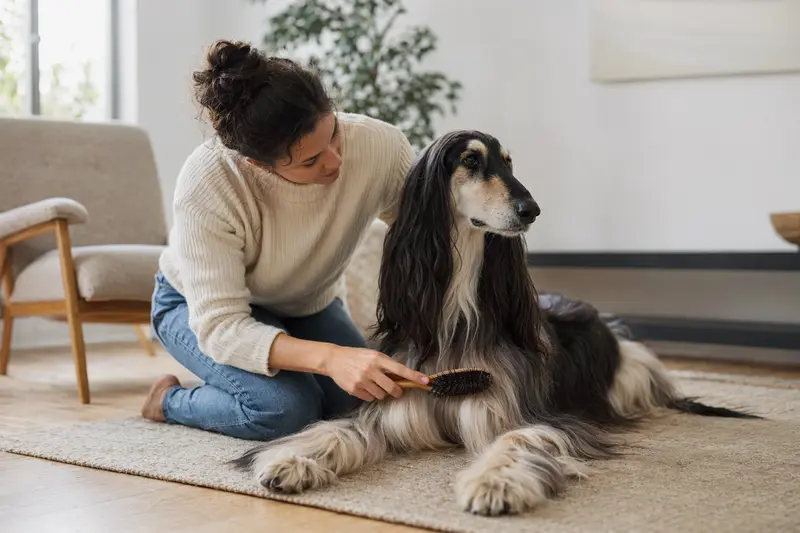 Ein Afghanischer Windhund wird in einem hellen Raum liebevoll gebürstet, was für die Gesundheit und Pflege des Hundes wichtig ist.
